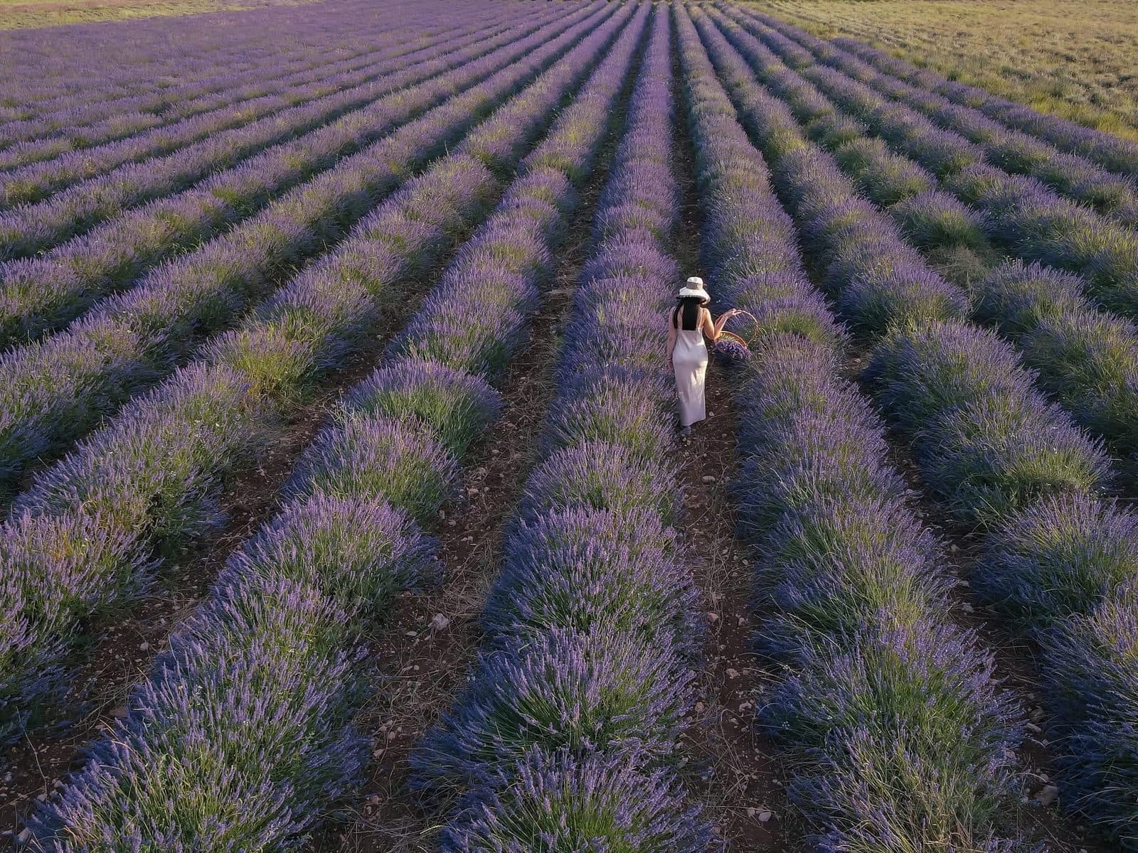 A woman in a summer dress walking through rows of blooming lavender