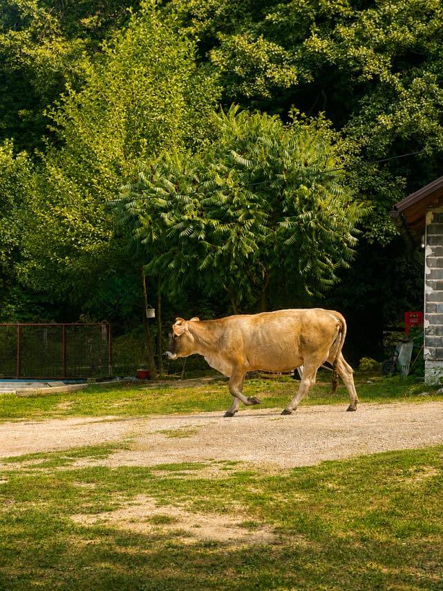 A light-brown cow on the path beside the Janj islets